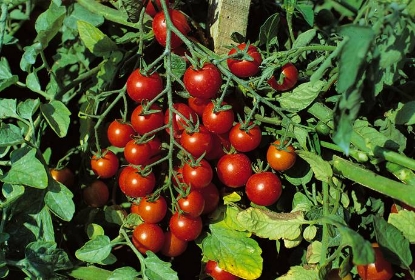 Picture of Tomato Supersweet 100 F1